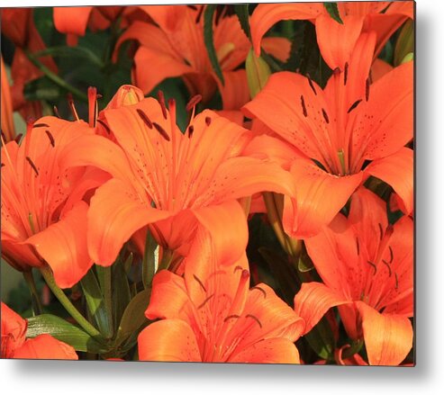 Tiger Lily Metal Print featuring the photograph Tigers by Ellery Russell