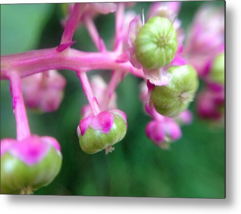 Macrophotography Metal Print featuring the photograph Tiny Pink Flowers by Naomi Wittlin