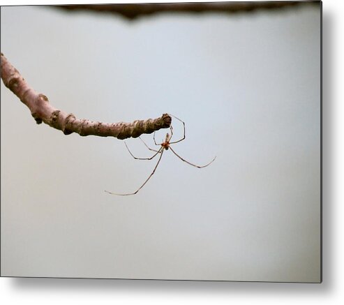 Spider Metal Print featuring the photograph Touch by Azthet Photography