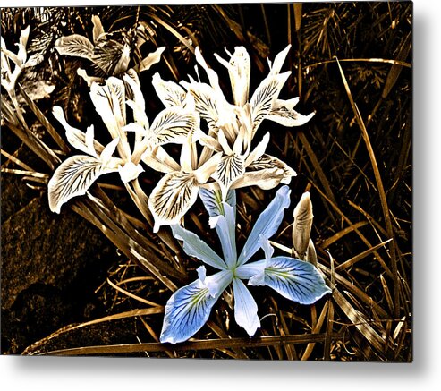 Flag Iris Metal Print featuring the photograph Trying to Stand Out by Nick Kloepping