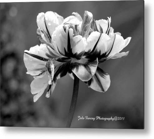 Black And White Metal Print featuring the photograph Tulip in black and white by Jale Fancey