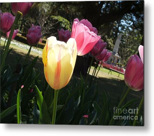 Tulips Metal Print featuring the photograph Tulips 2 by Therese Alcorn