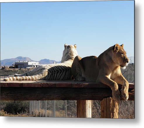 Lion Metal Print featuring the photograph Two Gorgeous Females by Kim Galluzzo