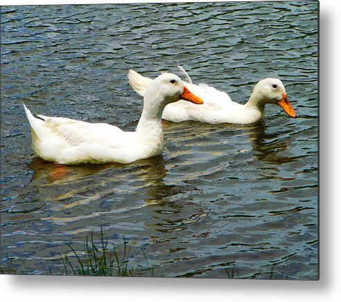 Birds Metal Print featuring the photograph Two White Ducks by Susan Savad