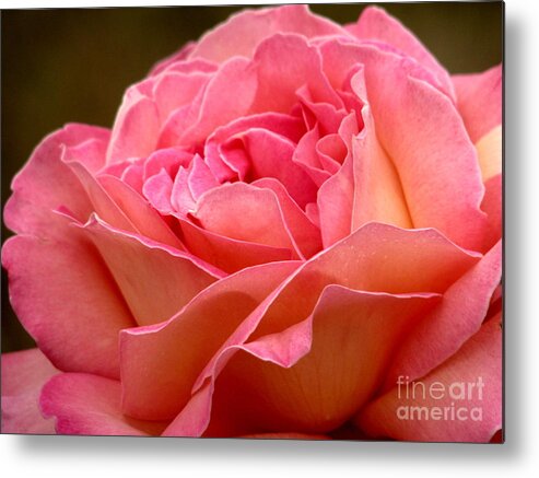 Rose Metal Print featuring the photograph Unfolding by Rory Siegel