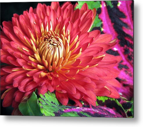 Bloom Metal Print featuring the photograph Unknown Bloom by Chris Anderson