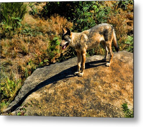 Wolf Metal Print featuring the painting Vantage Point by Dean Wittle