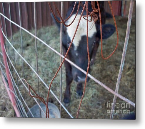 Cow Metal Print featuring the photograph Waiting on Dinner by Sheri Simmons
