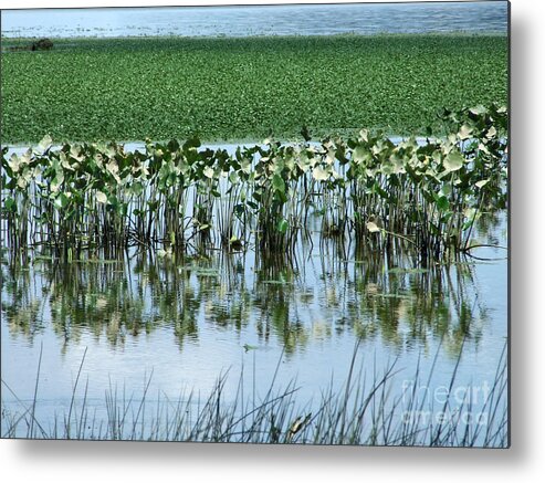 Artoffoxvox Metal Print featuring the photograph Water Chestnuts on the Hudson River Photograph by Kristen Fox