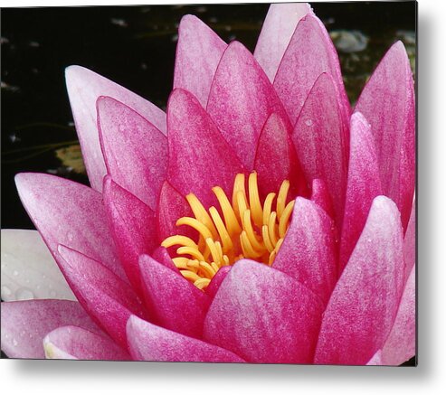 Waterlily. Lotus Metal Print featuring the photograph Waterlily Close-up by Nicola Butt