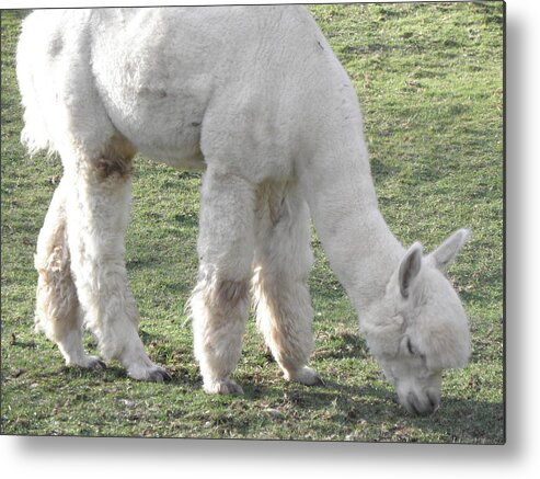 Alpaca Metal Print featuring the photograph White Fluff by Kim Galluzzo