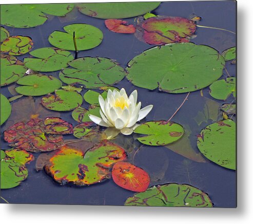  Metal Print featuring the photograph White Lilypad Flower by RobLew Photography