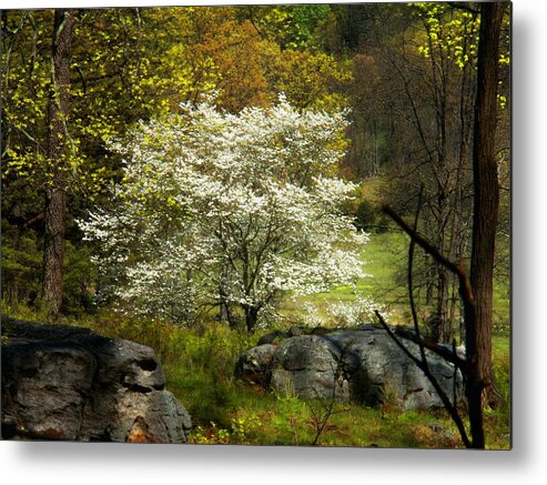 Allegheny Mountains Metal Print featuring the photograph White Tree on the Mountain by Joyce Kimble Smith