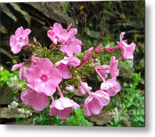 Sweet Williams Metal Print featuring the photograph Wild Sweet Williams by L J Oakes