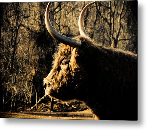 Bison Metal Print featuring the photograph Wildthings by Jessica Brawley