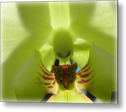 Orchid Metal Print featuring the photograph Winged Orchid by Kim Galluzzo