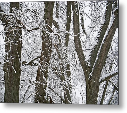 Landscape Metal Print featuring the photograph Winter Trees by Aimee L Maher ALM GALLERY