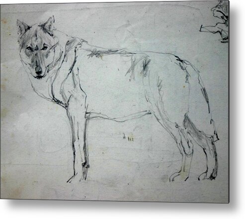 Wolf Animals Drawings Metal Print featuring the drawing Wolf Study by Tom Smith
