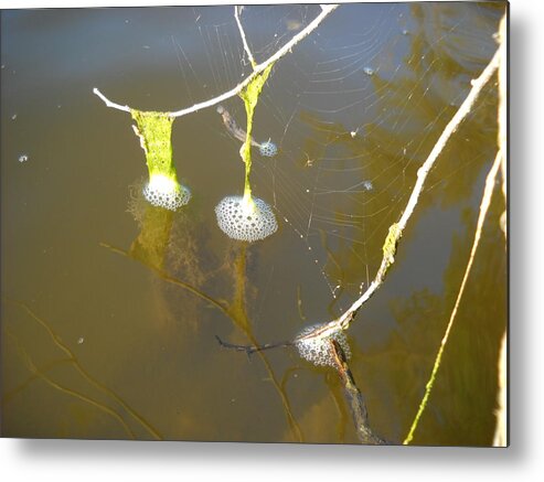 Bubbles Metal Print featuring the photograph Wonderful Water Weed by Kent Lorentzen