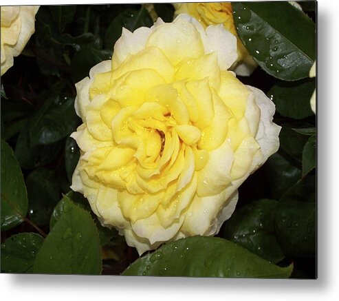  Metal Print featuring the photograph Yellow Rose by Ralph Jones
