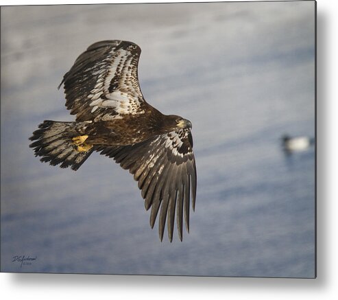 Eagle Metal Print featuring the photograph Young Eagle Duck 3 O'clock by Don Anderson