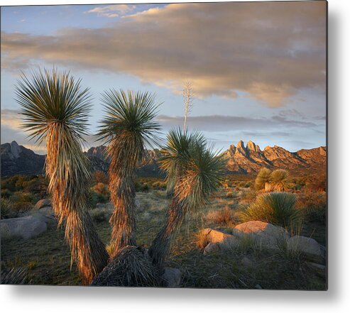 00438929 Metal Print featuring the photograph Yucca And Organ Mountains Near Las by Tim Fitzharris