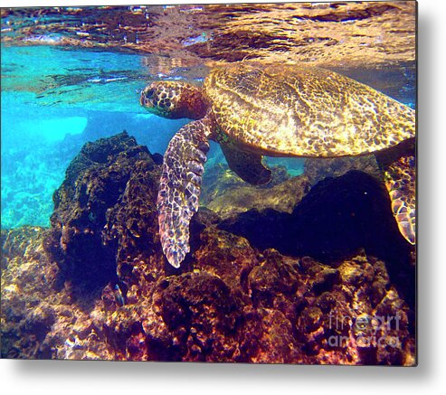 Sea Turtle Metal Print featuring the photograph  Honu on the Reef by Bette Phelan