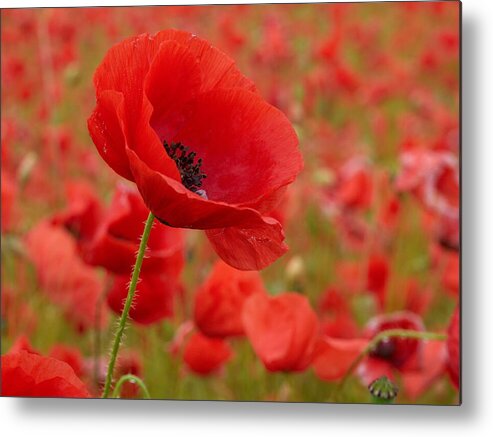 Lehtokukka Metal Print featuring the photograph Red poppies 3b by Jouko Lehto