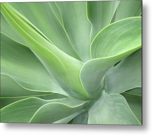 Agave Metal Print featuring the photograph Agave Attenuata Abstract by Bel Menpes