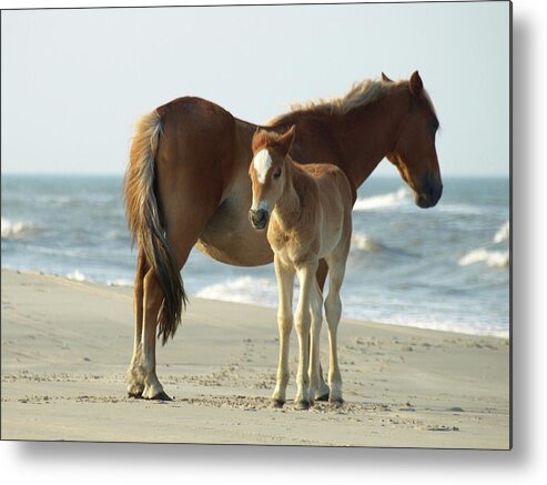 Banker Horses Metal Print featuring the photograph Banker Horses - 4 #1 by Jeffrey Peterson