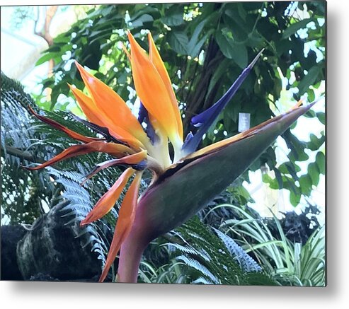 Flowers Metal Print featuring the photograph Bird of Paradise #1 by Jean Wolfrum