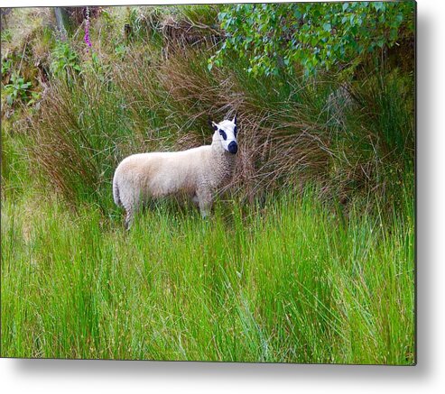 Black Eyed Sheep Metal Print featuring the photograph Black eyed sheep by Sue Morris