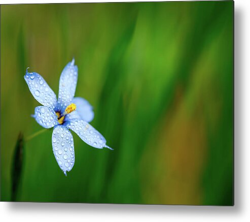 Flower Metal Print featuring the photograph Blue Eyed Grass Flower by Brad Boland