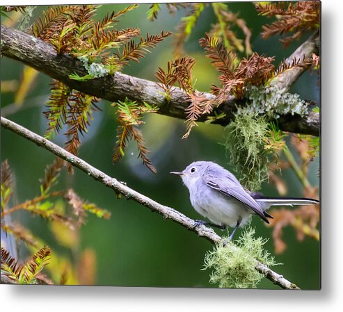 Blue-gray Gnatcatcher Metal Print featuring the photograph Blue-gray Gnatcatcher in Conifer #2 by Steve Samples