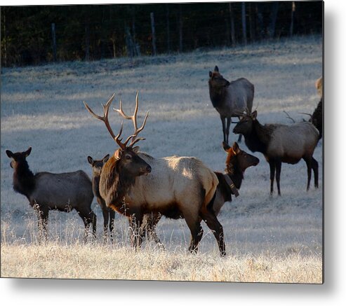 Bull Elk Metal Print featuring the photograph Bull Elk in Frost by Michael Dougherty