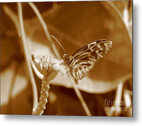 Butterfly Metal Print featuring the photograph Butterfly #1 by Michael Krek