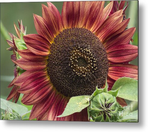 Flowers Metal Print featuring the photograph Chianti 2015 by Lili Feinstein