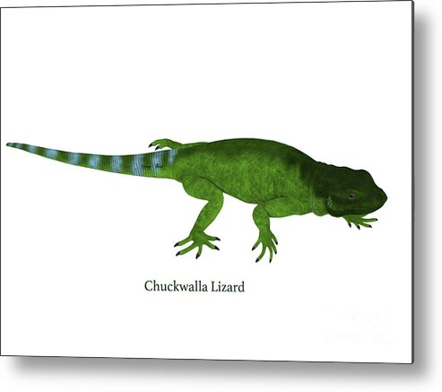 Chuckwalla Metal Print featuring the digital art Chuckwalla Lizard Side Profile #1 by Corey Ford