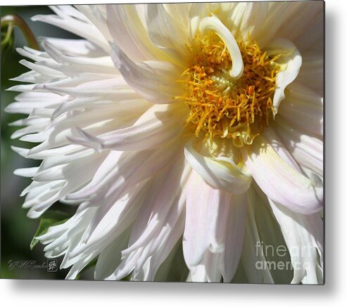 Mccombie Metal Print featuring the photograph Dahlia named Nadia Ruth #5 by J McCombie