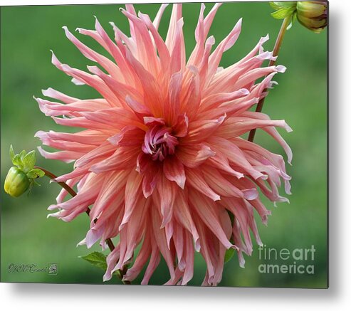 Mccombie Metal Print featuring the photograph Dahlia named Wyn's Pinking of You #3 by J McCombie