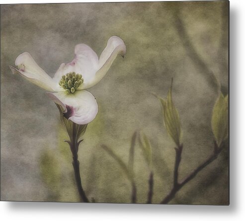 Dogwood Tree Metal Print featuring the photograph Dogwood Blossom #1 by Mel Hensley