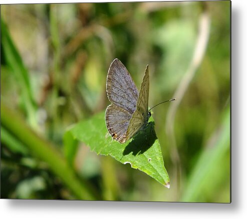Nature Metal Print featuring the photograph Eastern Tailed Blue Butterfly #1 by Peggy King