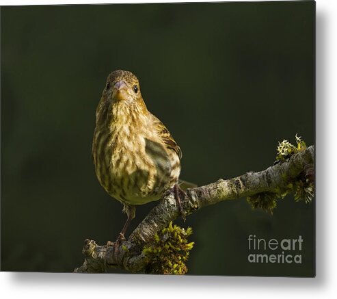 Bird Metal Print featuring the photograph Female House Finch #2 by Inge Riis McDonald