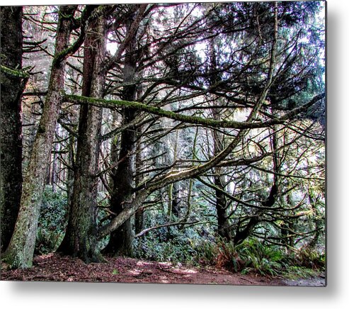 Trees Metal Print featuring the photograph Forest Path #1 by Marilyn Diaz