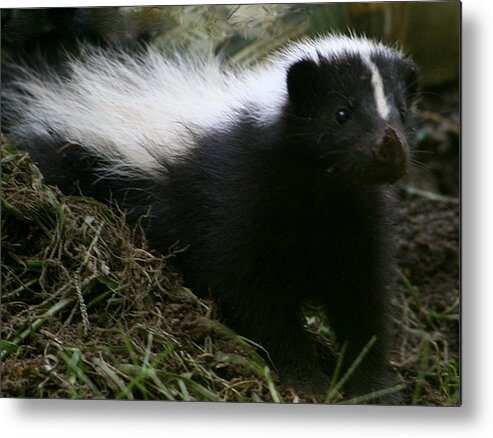 Skunk Metal Print featuring the photograph Here Kitty Kitty #1 by Barbara S Nickerson