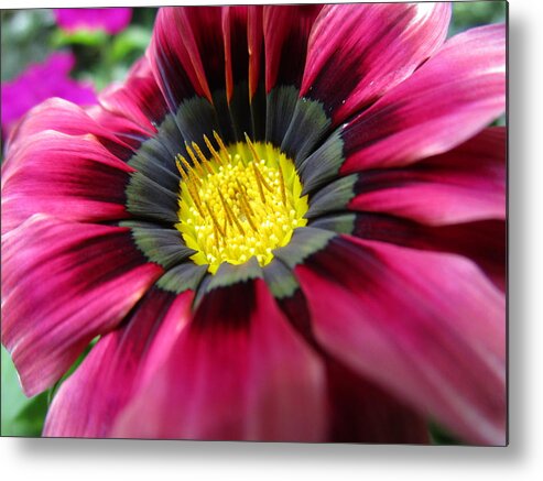 Spirited Metal Print featuring the photograph Look at me #1 by Rosita Larsson