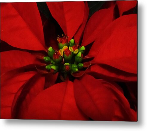 Pointsetta Metal Print featuring the photograph Merry Christmas #1 by Vijay Sharon Govender