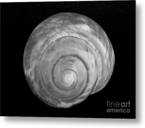 Mary Deal Metal Print featuring the photograph Moon Shell #1 by Mary Deal