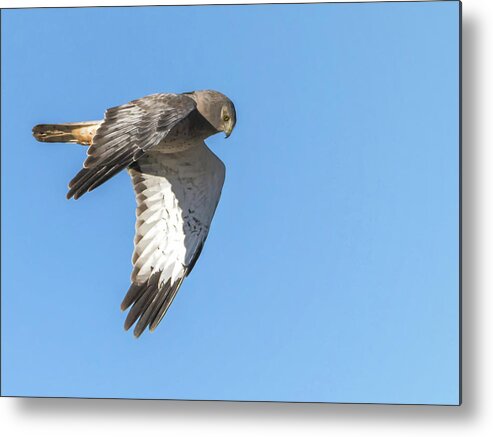 Northern Metal Print featuring the photograph Northern Harrier #1 by Tam Ryan