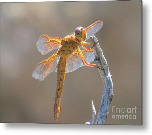 Orange Metal Print featuring the photograph Dragonfly 5 by Christy Garavetto